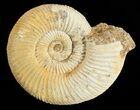 Perisphinctes Ammonite - Jurassic #54254-1